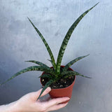 Sansevieria Fernwood ‘Mikado’ in 4" Grow Pot – Live Snake Plant – Easy Care Succulent – Air Purifying Indoor Plant – Low Maintenance Houseplant