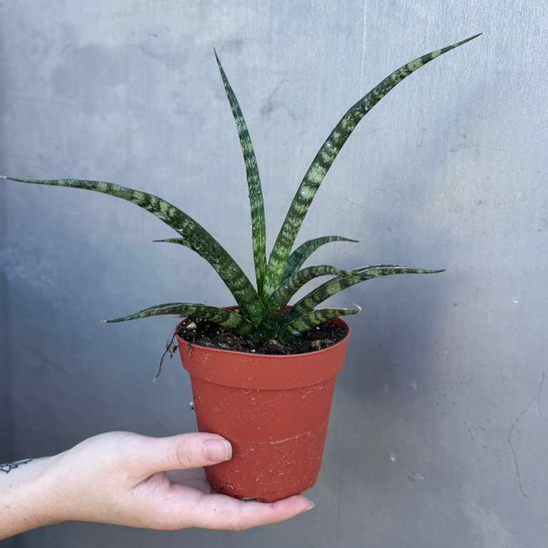 Sansevieria Fernwood ‘Mikado’ in 4" Grow Pot – Live Snake Plant – Easy Care Succulent – Air Purifying Indoor Plant – Low Maintenance Houseplant