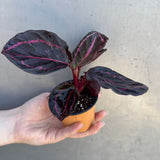 Calathea Roseopicta Dottie in 2" Pot - Calathea Roseopicta - Rose Painted Calathea - Calathea Black Rose Plant