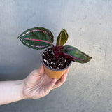 Calathea Roseopicta ‘Illustris’ in 2" Grow Pot – Live Air Purifying Houseplant – Easy Care & Low Maintenance Indoor Plant – Decorative Foliage Houseplant