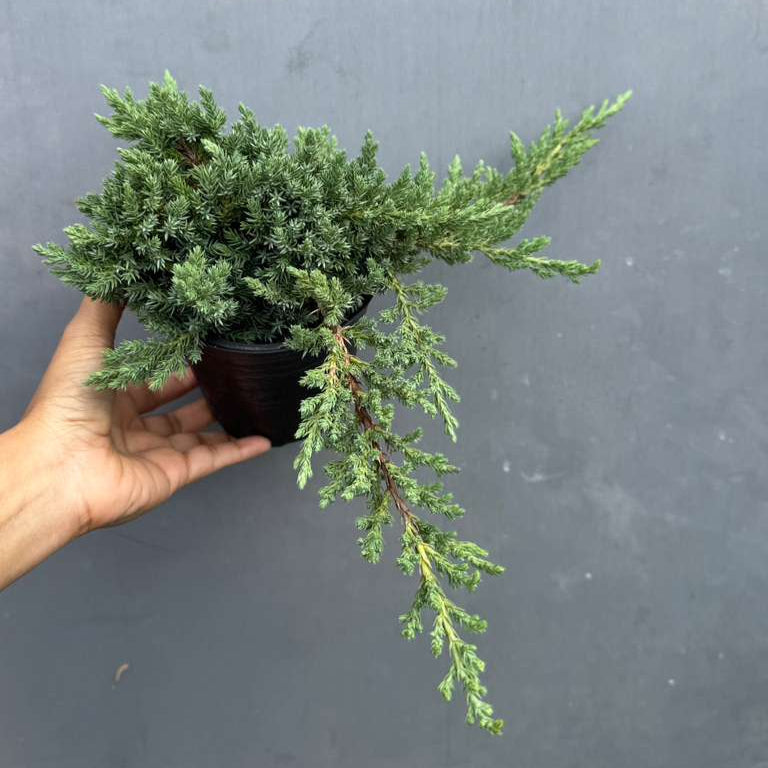 Juniper Procumbens Bonsai Tree – Live 4" Nursery Pot | Outdoor Bonsai Plant