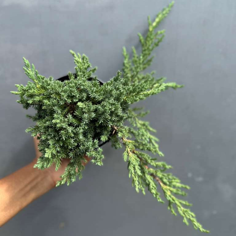 Juniper Procumbens Bonsai Tree – Live 4" Nursery Pot | Outdoor Bonsai Plant