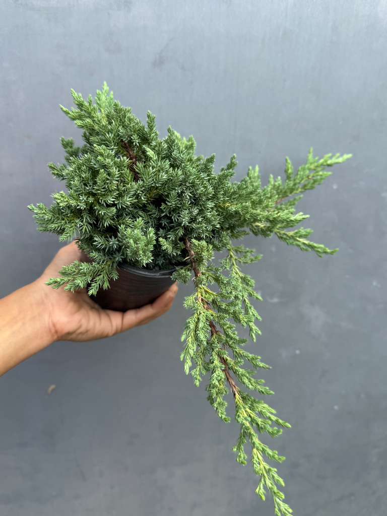 Juniper Procumbens Bonsai Tree – Live 4" Nursery Pot | Outdoor Bonsai Plant