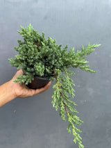 Juniper Procumbens Bonsai Tree – Live 4" Nursery Pot | Outdoor Bonsai Plant