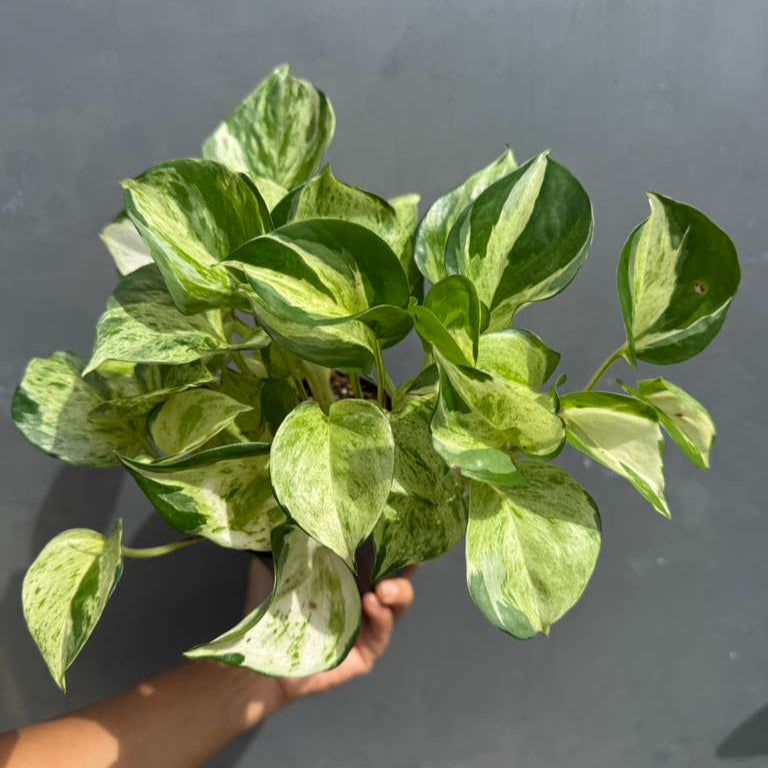 Manjula Pothos in 4" Decorative Pot – Live Variegated Pothos Plant – Easy Care Indoor Houseplant – Air Purifying Low Maintenance Plant for Home or Office Décor