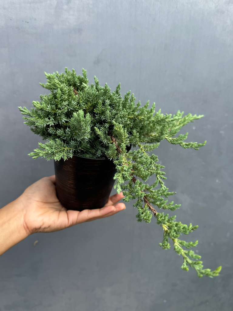 Juniper Procumbens Bonsai Tree – Live 4" Nursery Pot | Outdoor Bonsai Plant