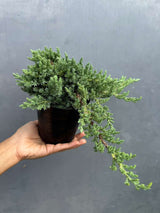 Juniper Procumbens Bonsai Tree – Live 4" Nursery Pot | Outdoor Bonsai Plant