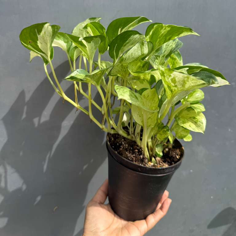 Manjula Pothos in 4" Decorative Pot – Live Variegated Pothos Plant – Easy Care Indoor Houseplant – Air Purifying Low Maintenance Plant for Home or Office Décor