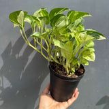 Manjula Pothos in 4" Decorative Pot – Live Variegated Pothos Plant – Easy Care Indoor Houseplant – Air Purifying Low Maintenance Plant for Home or Office Décor
