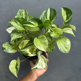 Manjula Pothos in 4" Decorative Pot – Live Variegated Pothos Plant – Easy Care Indoor Houseplant – Air Purifying Low Maintenance Plant for Home or Office Décor