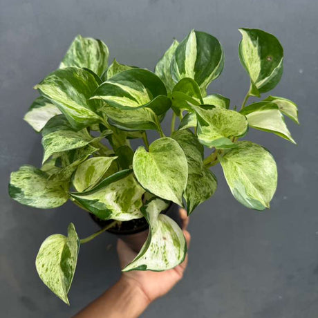 Manjula Pothos in 4" Decorative Pot – Live Variegated Pothos Plant – Easy Care Indoor Houseplant – Air Purifying Low Maintenance Plant for Home or Office Décor