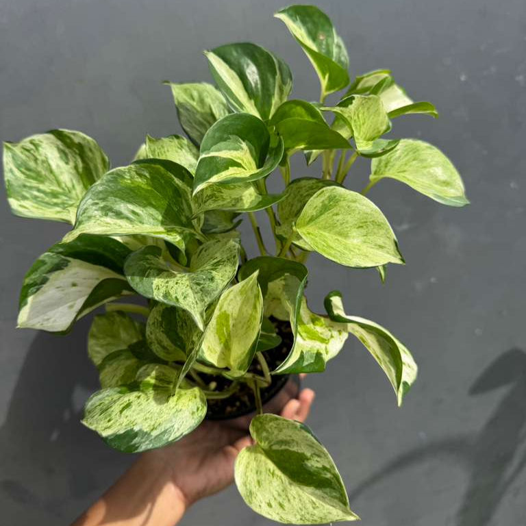 Manjula Pothos in 4" Decorative Pot – Live Variegated Pothos Plant – Easy Care Indoor Houseplant – Air Purifying Low Maintenance Plant for Home or Office Décor