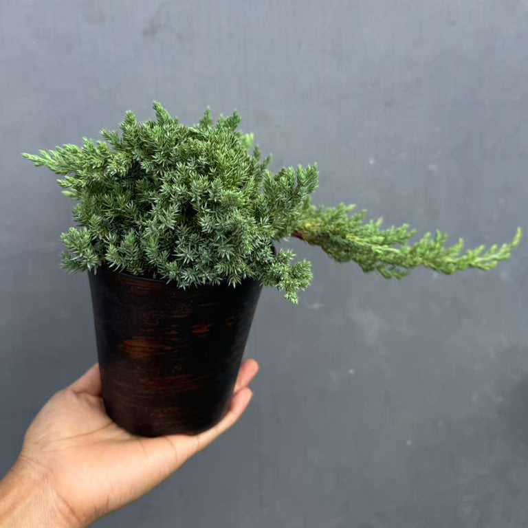 Juniper Procumbens Bonsai Tree – Live 4" Nursery Pot | Outdoor Bonsai Plant