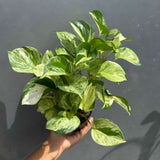 Manjula Pothos in 4" Decorative Pot – Live Variegated Pothos Plant – Easy Care Indoor Houseplant – Air Purifying Low Maintenance Plant for Home or Office Décor