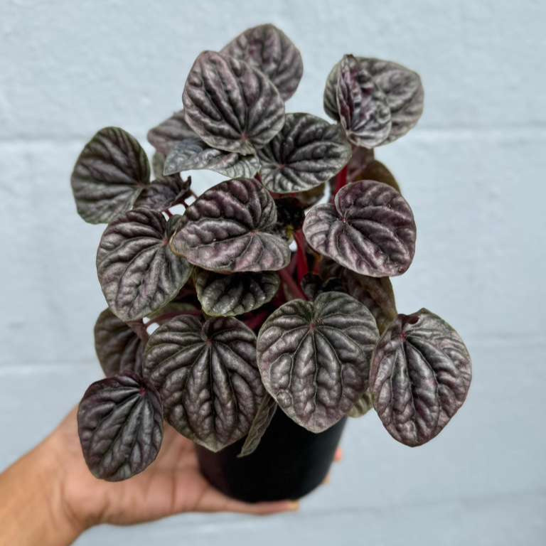 Peperomia Caperata 'Emerald Ripple' in a 4" Decorative Pot – Easy Care Indoor Houseplant with Rippled Foliage - Air Purifying Tropical Houseplant - Low Maintenance Plant for Indoor Decor