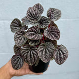 Peperomia Caperata 'Emerald Ripple' in a 4" Decorative Pot – Easy Care Indoor Houseplant with Rippled Foliage - Air Purifying Tropical Houseplant - Low Maintenance Plant for Indoor Decor