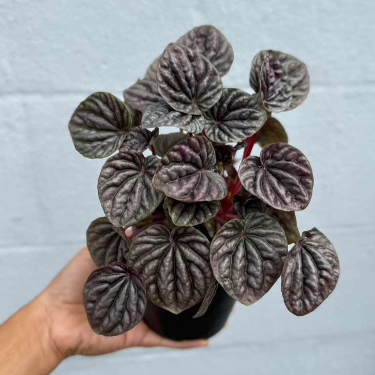 Peperomia Caperata 'Emerald Ripple' in a 4" Decorative Pot – Easy Care Indoor Houseplant with Rippled Foliage - Air Purifying Tropical Houseplant - Low Maintenance Plant for Indoor Decor