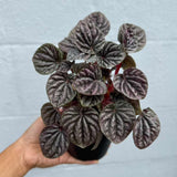 Peperomia Caperata 'Emerald Ripple' in a 4" Decorative Pot – Easy Care Indoor Houseplant with Rippled Foliage - Air Purifying Tropical Houseplant - Low Maintenance Plant for Indoor Decor