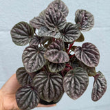 Peperomia Caperata 'Emerald Ripple' in a 4" Decorative Pot – Easy Care Indoor Houseplant with Rippled Foliage - Air Purifying Tropical Houseplant - Low Maintenance Plant for Indoor Decor