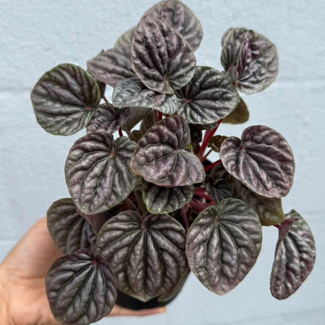 Peperomia Caperata 'Emerald Ripple' in a 4" Decorative Pot – Easy Care Indoor Houseplant with Rippled Foliage - Air Purifying Tropical Houseplant - Low Maintenance Plant for Indoor Decor
