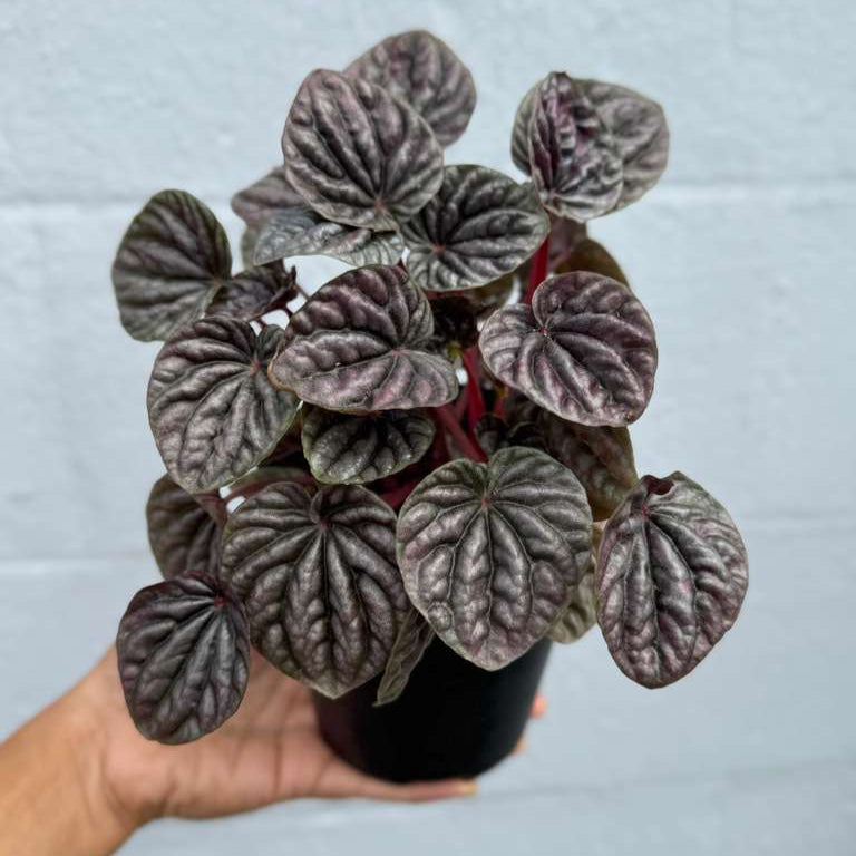 Peperomia Caperata 'Emerald Ripple' in a 4" Decorative Pot – Easy Care Indoor Houseplant with Rippled Foliage - Air Purifying Tropical Houseplant - Low Maintenance Plant for Indoor Decor