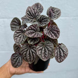 Peperomia Caperata 'Emerald Ripple' in a 4" Decorative Pot – Easy Care Indoor Houseplant with Rippled Foliage - Air Purifying Tropical Houseplant - Low Maintenance Plant for Indoor Decor