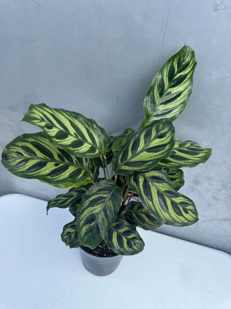 Calathea Makoyana in 4" Decorative Pot – Calathea Peacock Plant – Easy Care & Air Purifying Indoor Plant –  Low Maintenance Indoor Houseplant