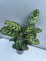 Calathea Makoyana in 4" Decorative Pot – Calathea Peacock Plant – Easy Care & Air Purifying Indoor Plant –  Low Maintenance Indoor Houseplant