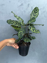 Calathea Makoyana in 4" Decorative Pot – Calathea Peacock Plant – Easy Care & Air Purifying Indoor Plant –  Low Maintenance Indoor Houseplant