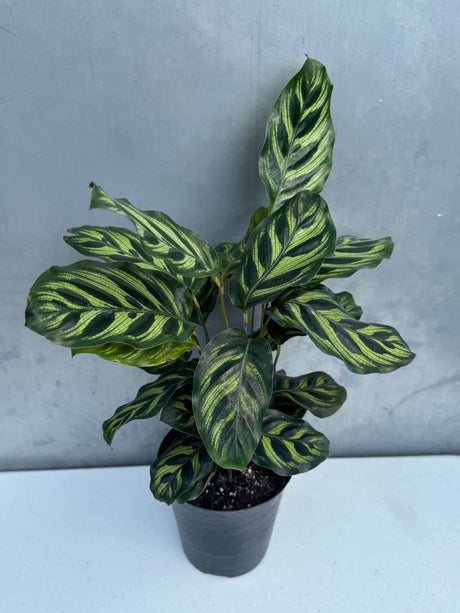 Calathea Makoyana in 4" Decorative Pot – Calathea Peacock Plant – Easy Care & Air Purifying Indoor Plant –  Low Maintenance Indoor Houseplant