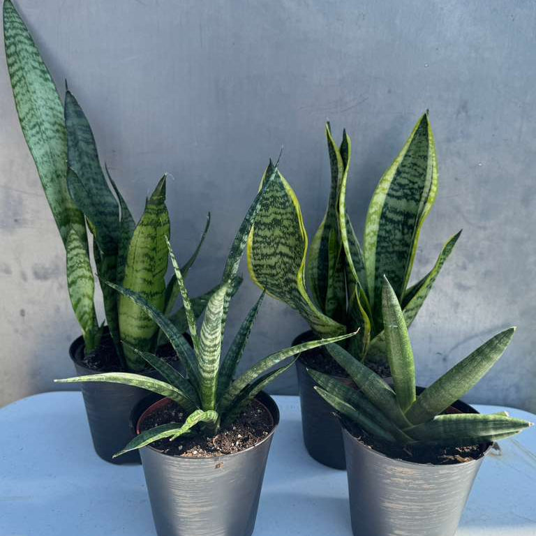 Set of 3 Sansevieria Assorted in 4" Decorative Pots - Easy Care Indoor Plants - Sansevieria Houseplants - Snake Plant Set - Ready Gift