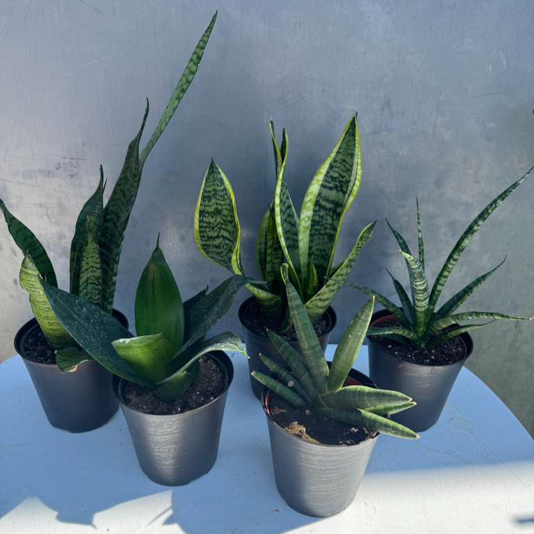 Set of 3 Sansevieria Assorted in 4" Decorative Pots - Easy Care Indoor Plants - Sansevieria Houseplants - Snake Plant Set - Ready Gift