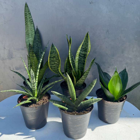 Set of 3 Sansevieria Assorted in 4" Decorative Pots - Easy Care Indoor Plants - Sansevieria Houseplants - Snake Plant Set - Ready Gift