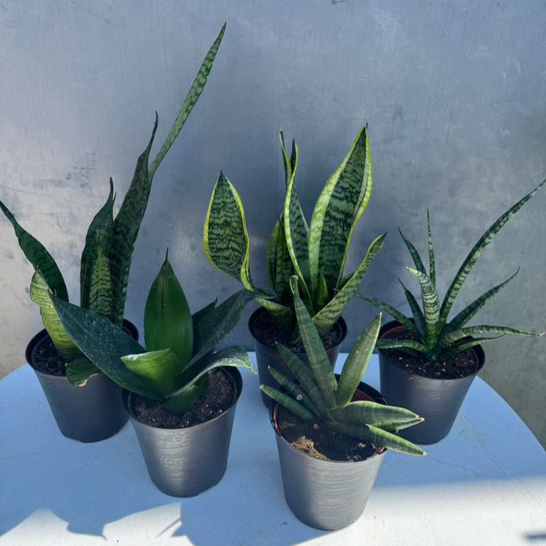 Set of 3 Sansevieria Assorted in 4" Decorative Pots - Easy Care Indoor Plants - Sansevieria Houseplants - Snake Plant Set - Ready Gift