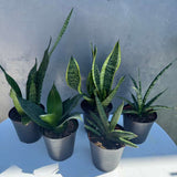Set of 3 Sansevieria Assorted in 4" Decorative Pots - Easy Care Indoor Plants - Sansevieria Houseplants - Snake Plant Set - Ready Gift