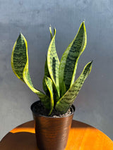 Snake Plant | Sansevieria Laurentii | Mother-In-Law's-Tongue Plant in 4" decorative Pot | Sansevieria Zeylanica | Easy Care Indoor Plant