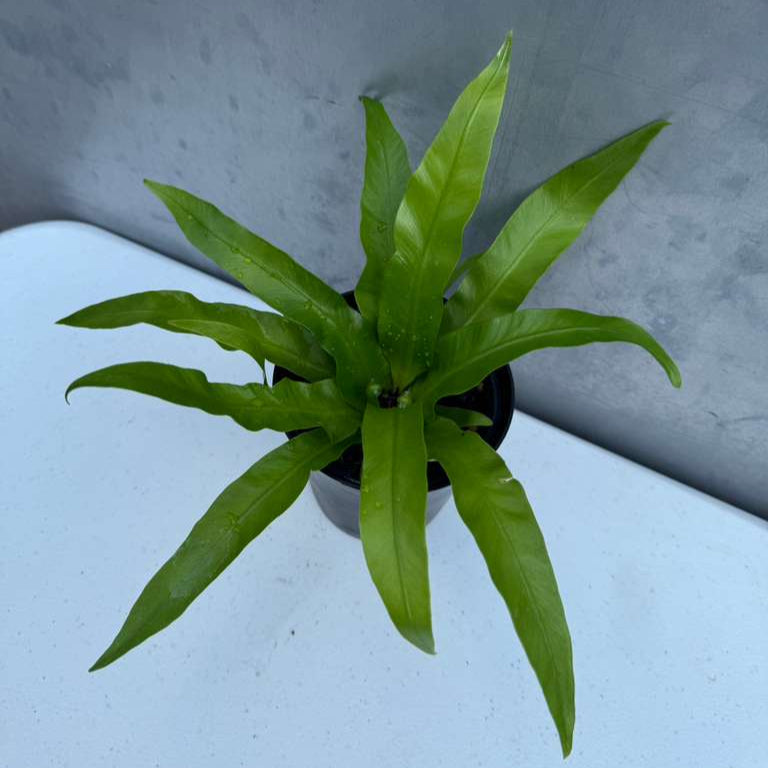 Bird Nest Fern 4” Grow Pot - Asplenium Nidus Victoria - Wavy Leaves Fern Indoor and Outdoor - Air Purifier Plants - Gift Plant