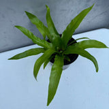 Bird Nest Fern 4” Grow Pot - Asplenium Nidus Victoria - Wavy Leaves Fern Indoor and Outdoor - Air Purifier Plants - Gift Plant