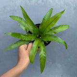 Bird Nest Fern 4” Grow Pot - Asplenium Nidus Victoria - Wavy Leaves Fern Indoor and Outdoor - Air Purifier Plants - Gift Plant