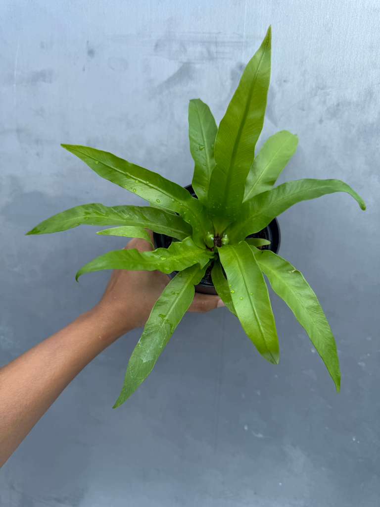 Bird Nest Fern 4” Grow Pot - Asplenium Nidus Victoria - Wavy Leaves Fern Indoor and Outdoor - Air Purifier Plants - Gift Plant