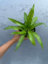 Bird Nest Fern 4” Grow Pot - Asplenium Nidus Victoria - Wavy Leaves Fern Indoor and Outdoor - Air Purifier Plants - Gift Plant