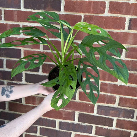 Monstera Epipremnoides in 6" Grow Pot – Live Tropical Houseplant – Easy Care Indoor Aroid – Air Purifying Low-Maintenance Plant for Home or Office