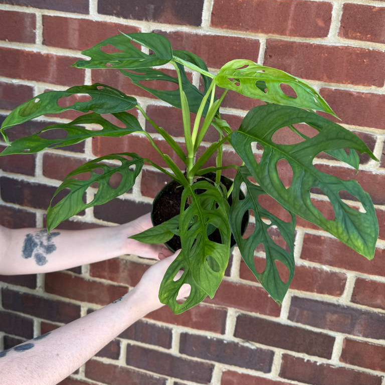 Monstera Epipremnoides in 6" Grow Pot – Live Tropical Houseplant – Easy Care Indoor Aroid – Air Purifying Low-Maintenance Plant for Home or Office