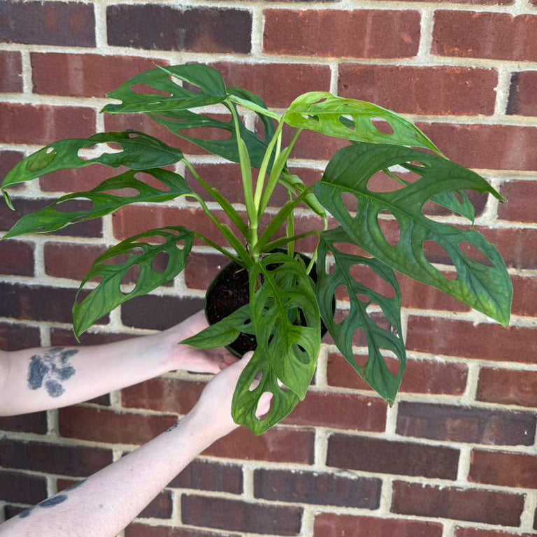 Monstera Epipremnoides in 6" Grow Pot – Live Tropical Houseplant – Easy Care Indoor Aroid – Air Purifying Low-Maintenance Plant for Home or Office