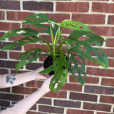 Monstera Epipremnoides in 6" Grow Pot – Live Tropical Houseplant – Easy Care Indoor Aroid – Air Purifying Low-Maintenance Plant for Home or Office