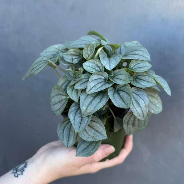 is a peperomia plant a succulent Peperomia Santorini Plant in 4' Nursery Pot