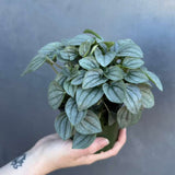 Peperomia Santorini Plant in 4' Nursery Pot | Rare Succulent Houseplant | Easy Care Indoor Plant Gift | Compact Tropical Plant