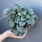 Peperomia Santorini Plant in 4' Nursery Pot | Rare Succulent Houseplant | Easy Care Indoor Plant Gift | Compact Tropical Plant