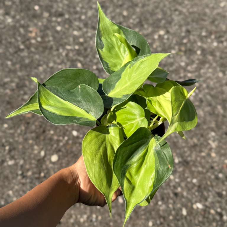 Brazil Philodendron in 4" Nursery Pot – Philodendron Hederaceum 'Brasil' – Trailing Vine Plant – Low Maintenance Indoor Plant – Vibrant Foliage – Air Purifying & Pet-Friendly Low-Light Houseplant