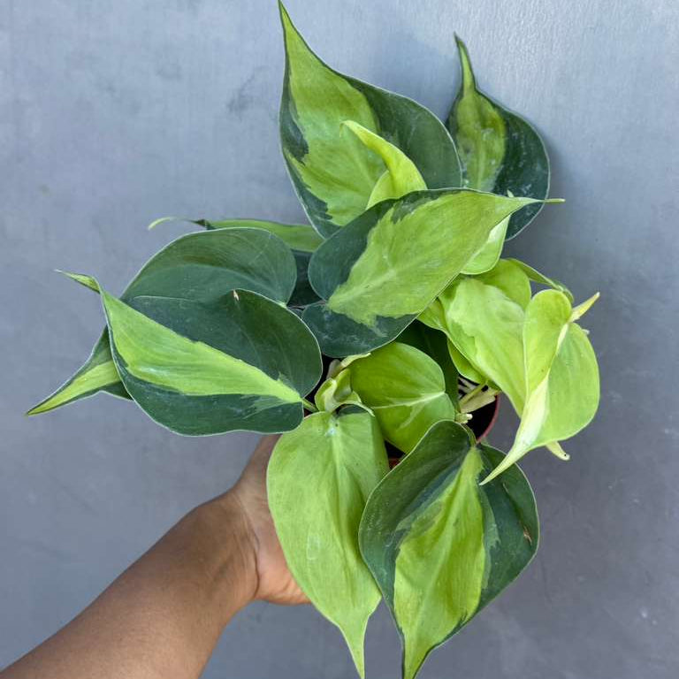 Brazil Philodendron in 4" Nursery Pot – Philodendron Hederaceum 'Brasil' – Trailing Vine Plant – Low Maintenance Indoor Plant – Vibrant Foliage – Air Purifying & Pet-Friendly Low-Light Houseplant